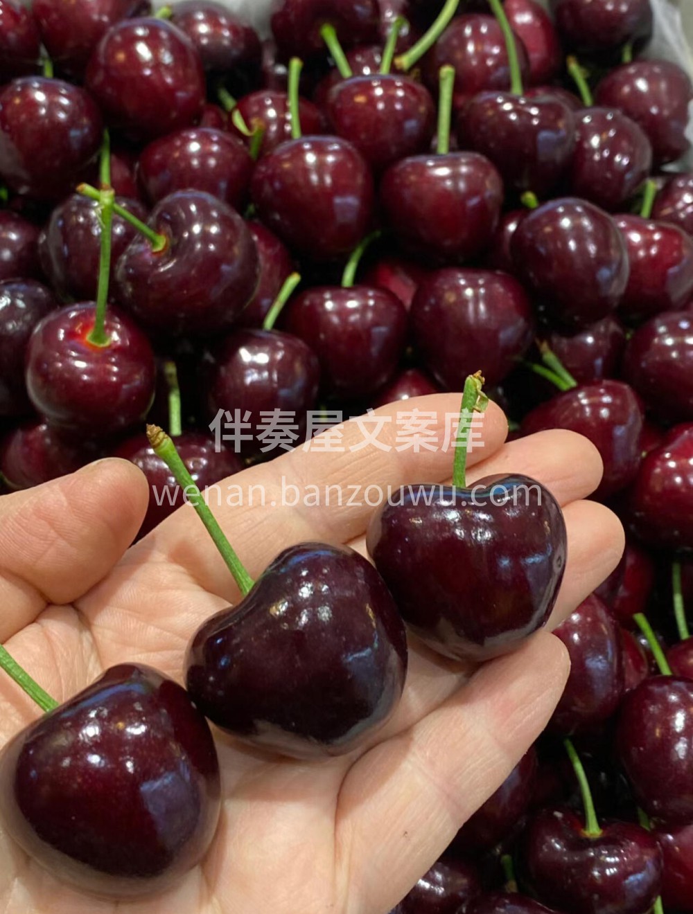 🌈你是我的“维E”～ 美早大樱桃🍒大大的 配图2