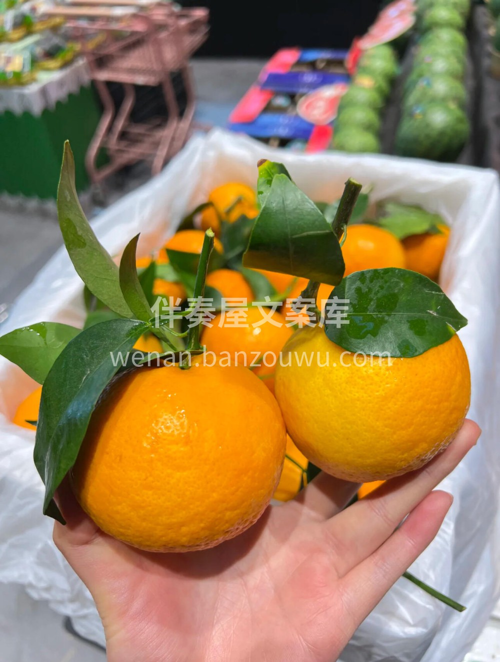 🍊🍊🍊明日见‼️柑橘中的爱马仕💎 皮薄， 配图1