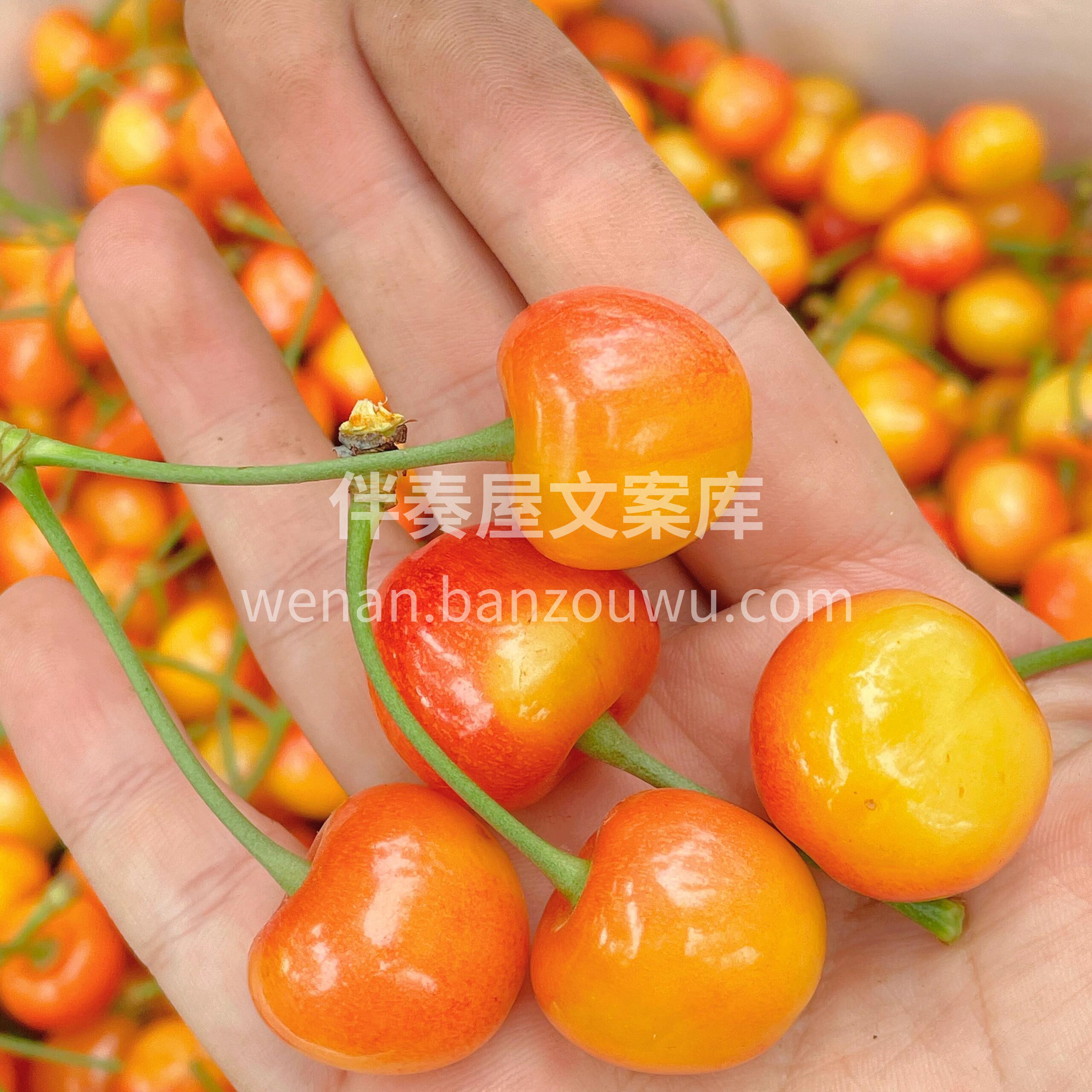 精选黄蜜樱桃🌝 纯甜多汁，口感极佳 有滋 配图1