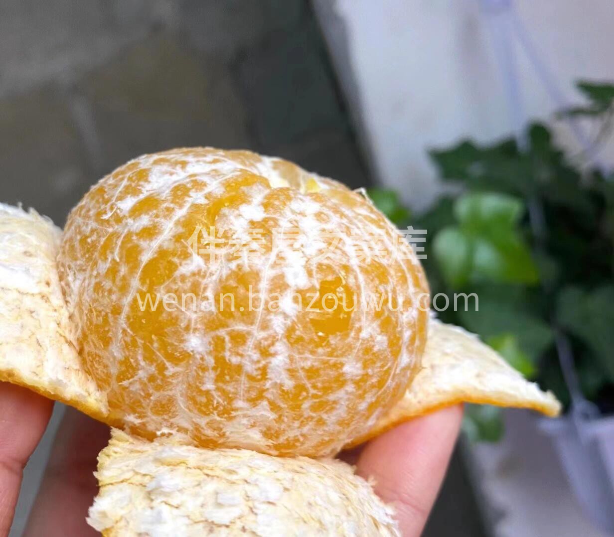 🍊 皇帝柑清甜爽口！ 果皮光滑易剥离👌一 配图1
