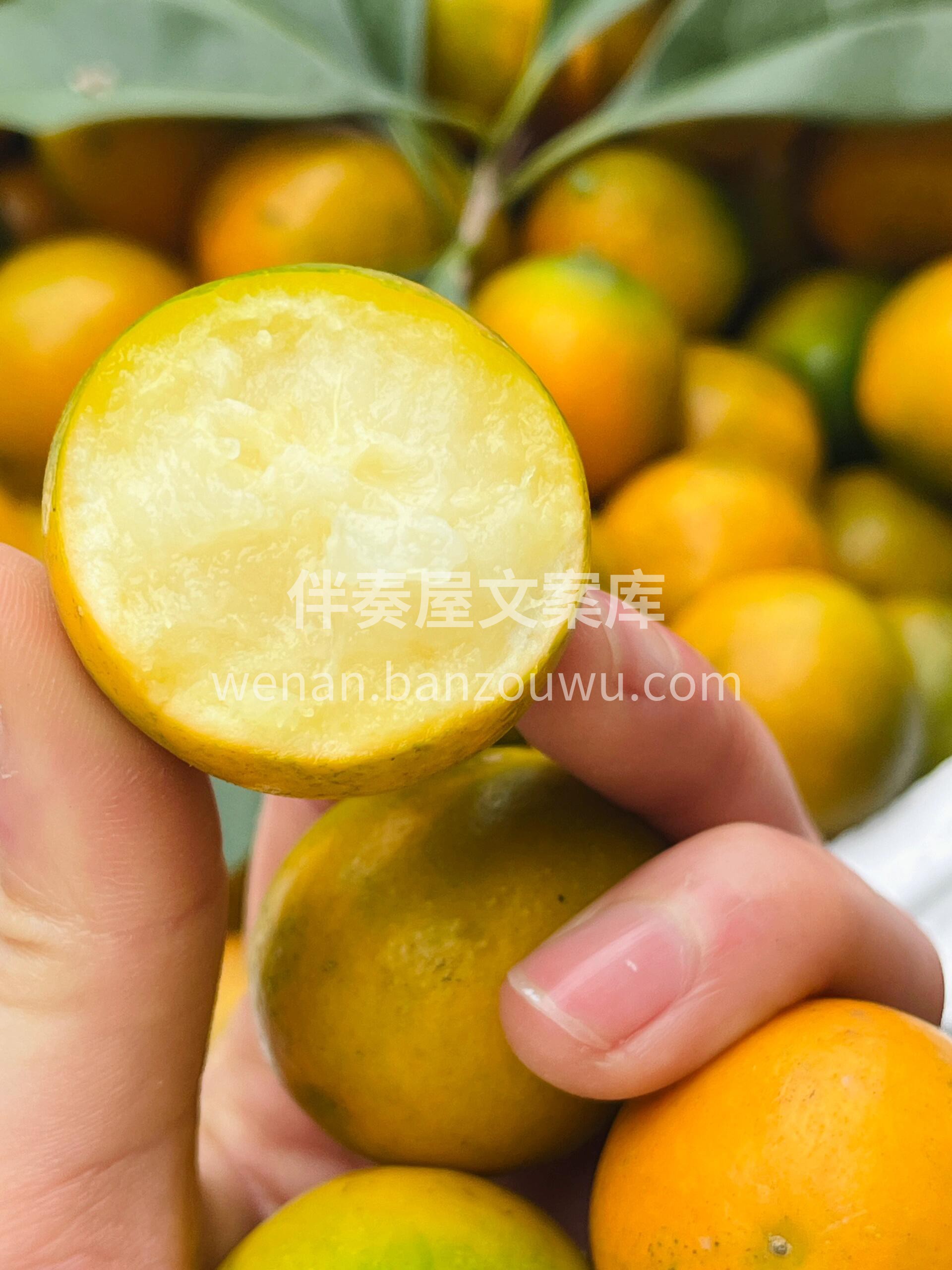 脆皮金桔🍊树上的小糖包🍀 彻底惊艳了我的 配图1