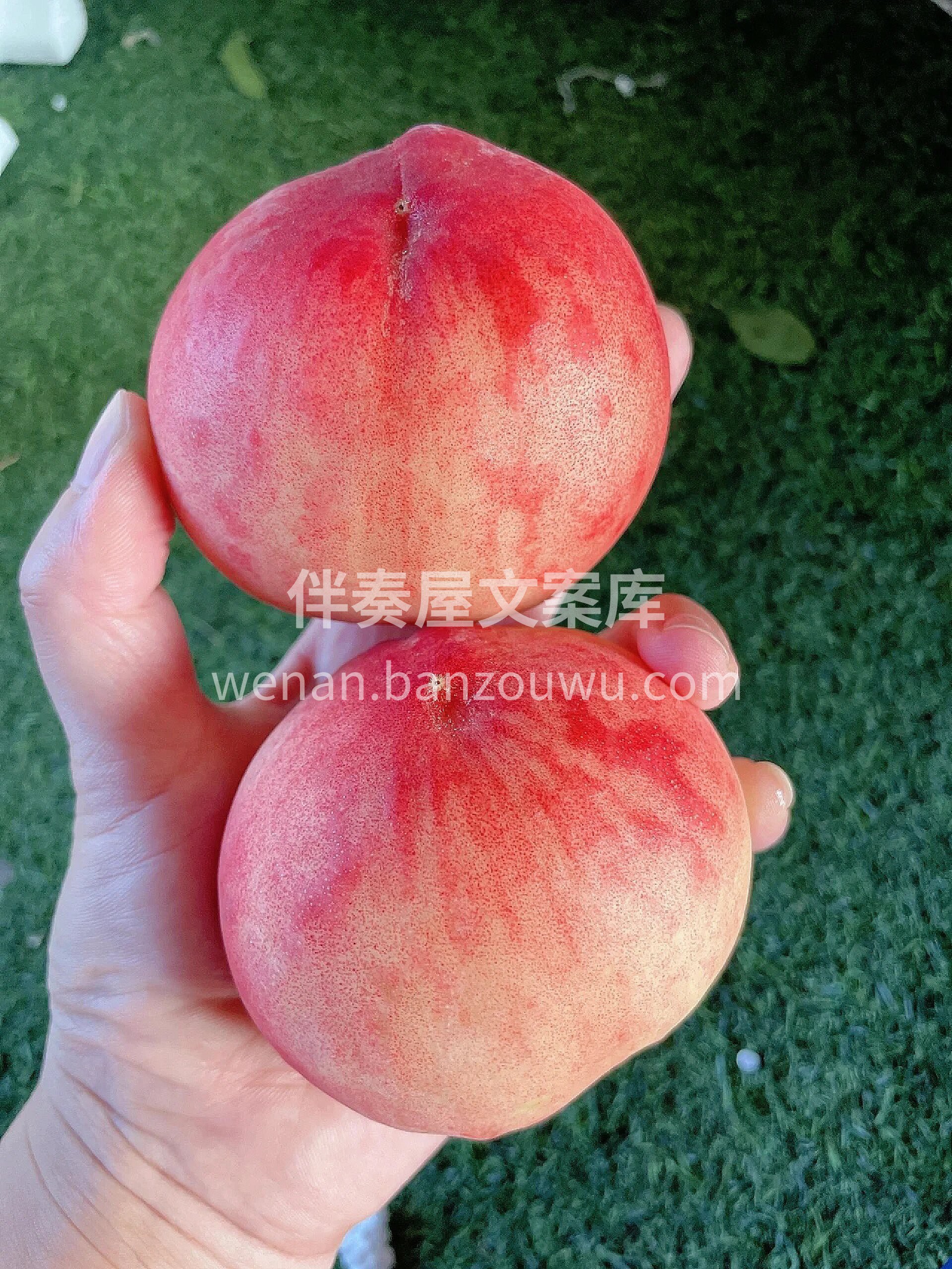 🍑纯甜桃子🥰刚收到是脆桃，肉质紧实，细腻 配图2