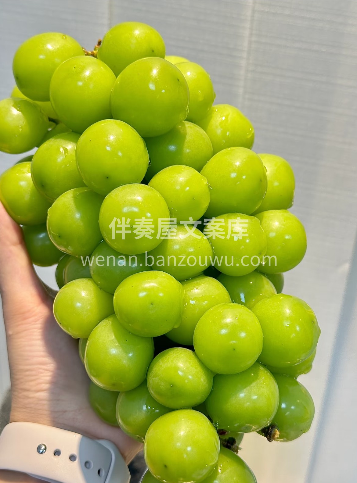 ❄️❄️每到冬天必炫阳光玫瑰‼️ 没有阳 配图2