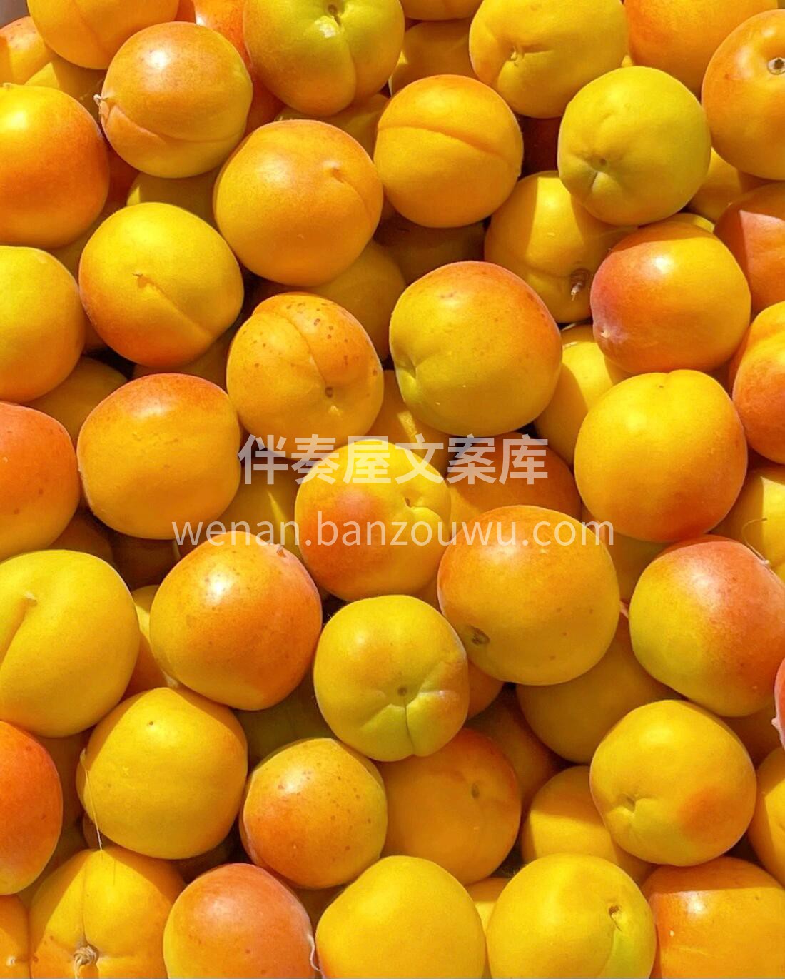 大美新疆吊干杏 国货之光☀️☀️☀️ 现 配图2