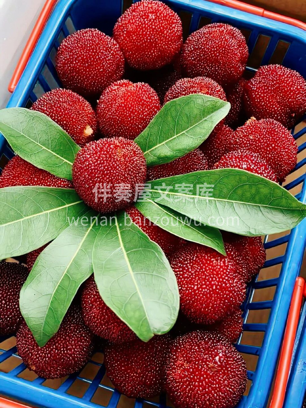 救命！水果脑袋狂喜💥 西瓜🍉裂出第一口夏 配图1