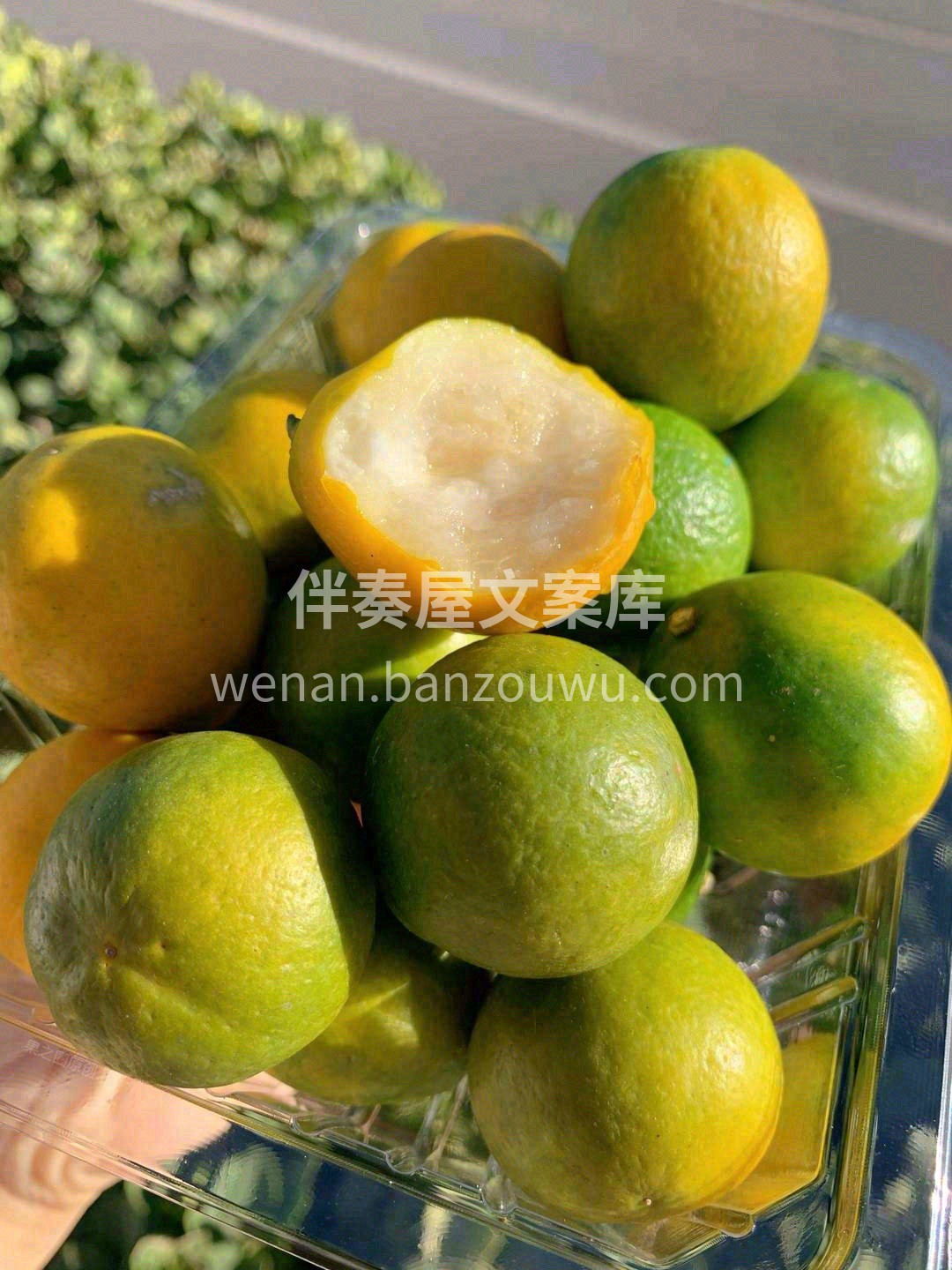 冰糖心脆皮金桔，又甜又多汁🌊。 一口下去 配图2