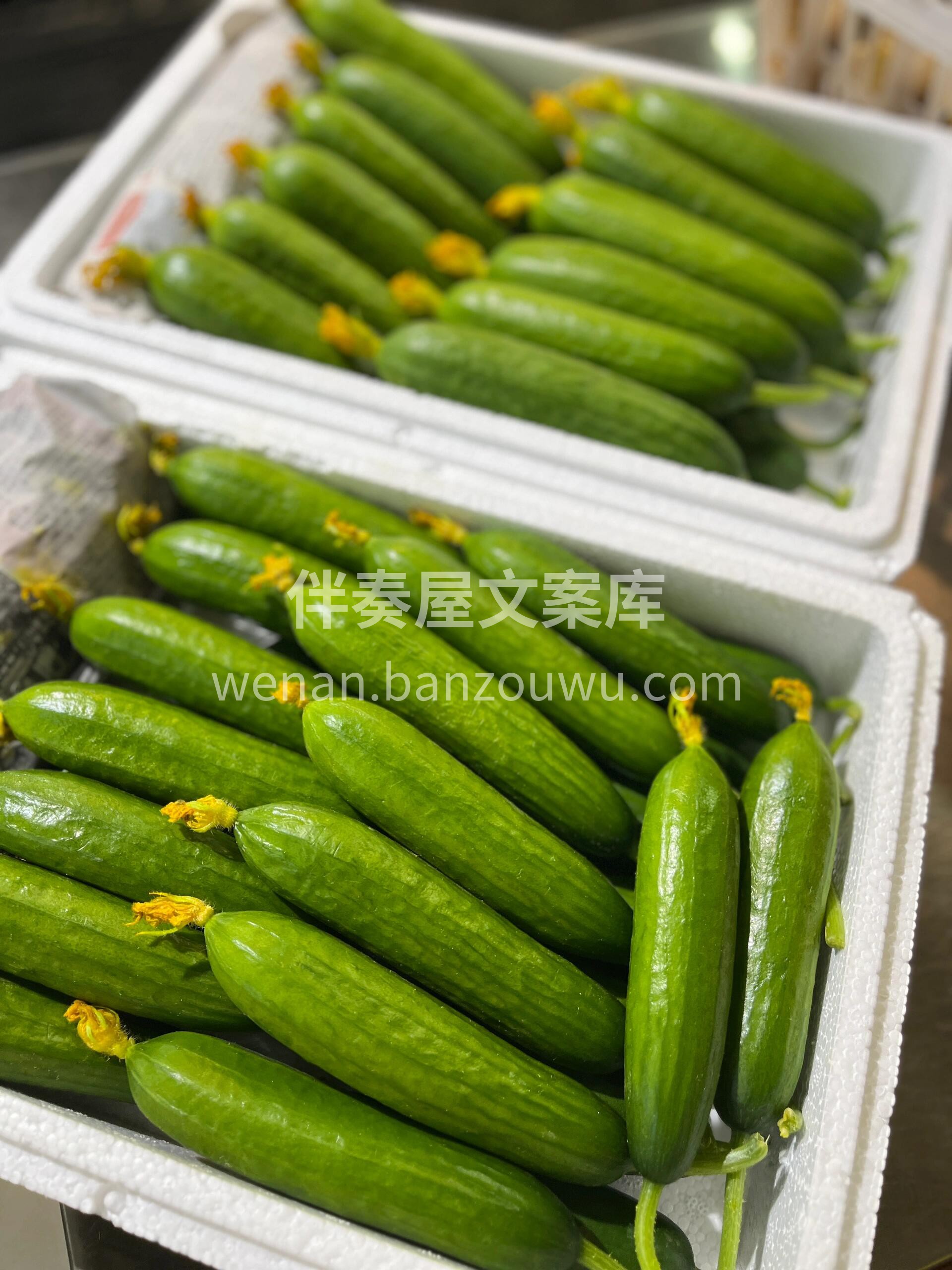 嘎嘣脆的水果黄瓜～ 鲜嫩水果小黄瓜🥒，清 配图2