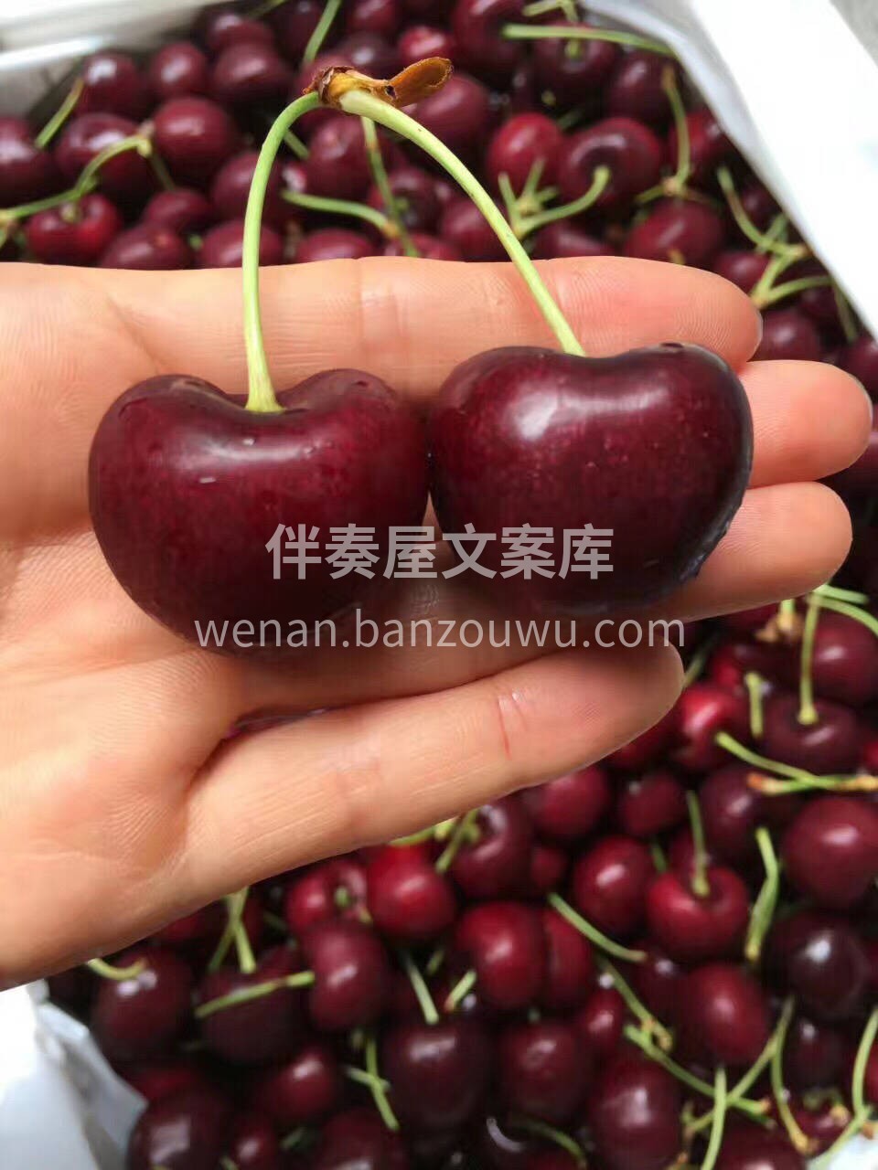 尝尝老美的车厘子，咱也压榨他们一把！ 🍒 配图2