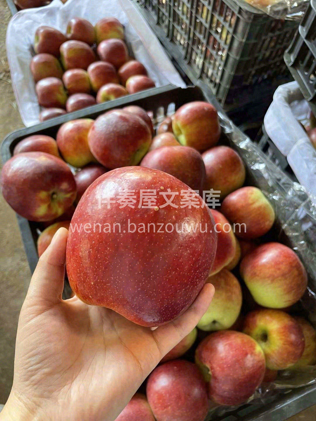 邵通苹果🍎，2700米高原苹果 大的昼夜 配图3