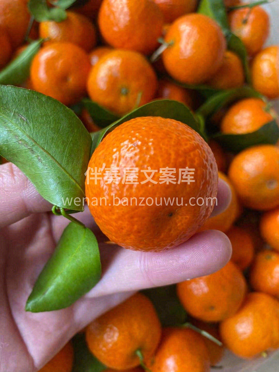 砂糖橘甜又甜😍，尝尝不买也是缘💕 质量好 配图2