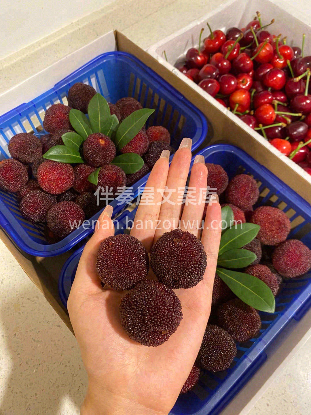 红得发紫、肥得饱满❣️ 牙齿轻轻咬一口👄 配图2