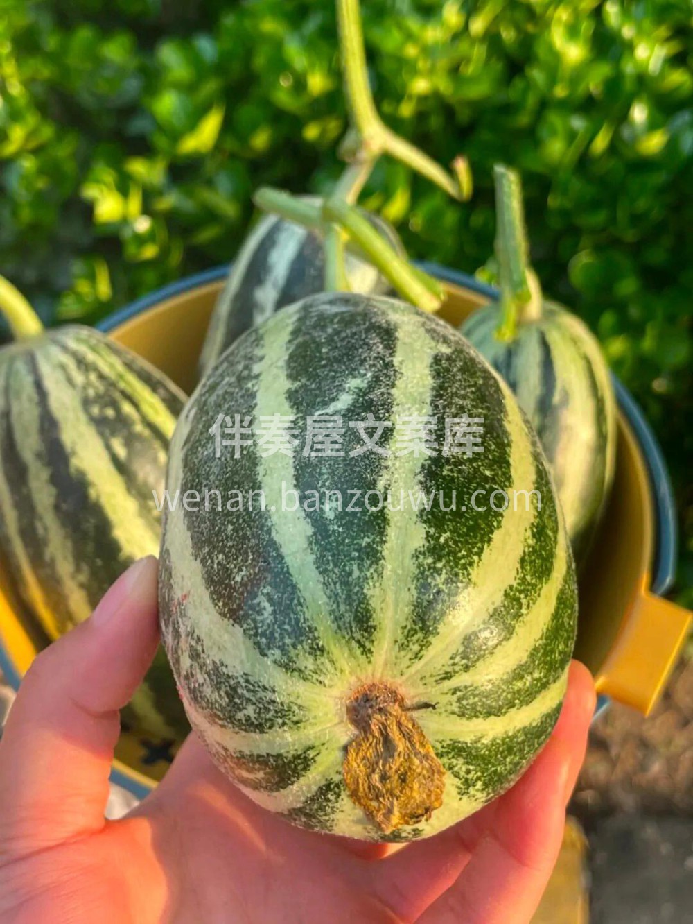 这是什么神仙甜瓜！？像博洋蜜这样的瓜，真 配图3