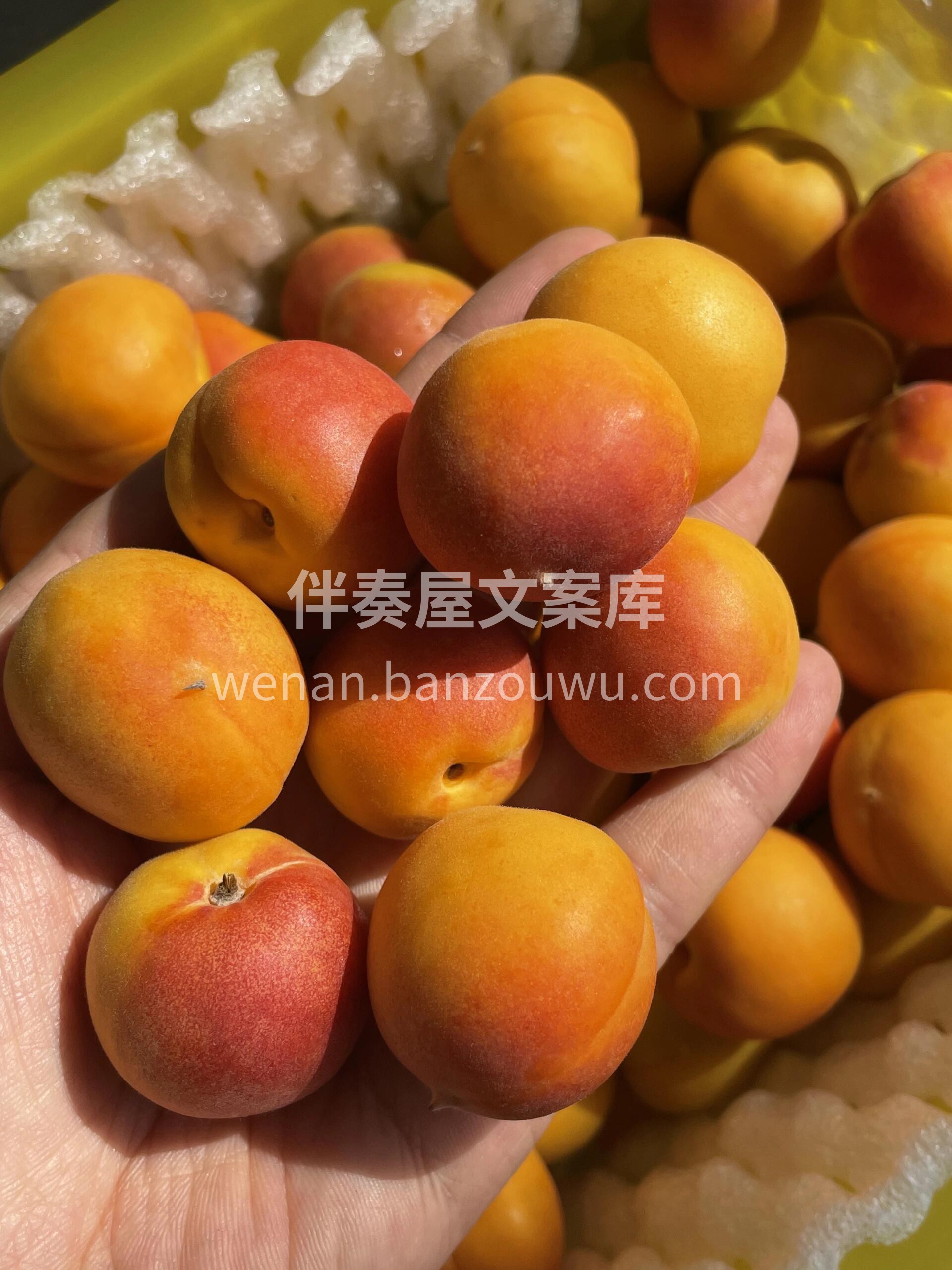 爱吃😋新疆吊干杏的宝宝们来约吧😍怎么会有 配图3