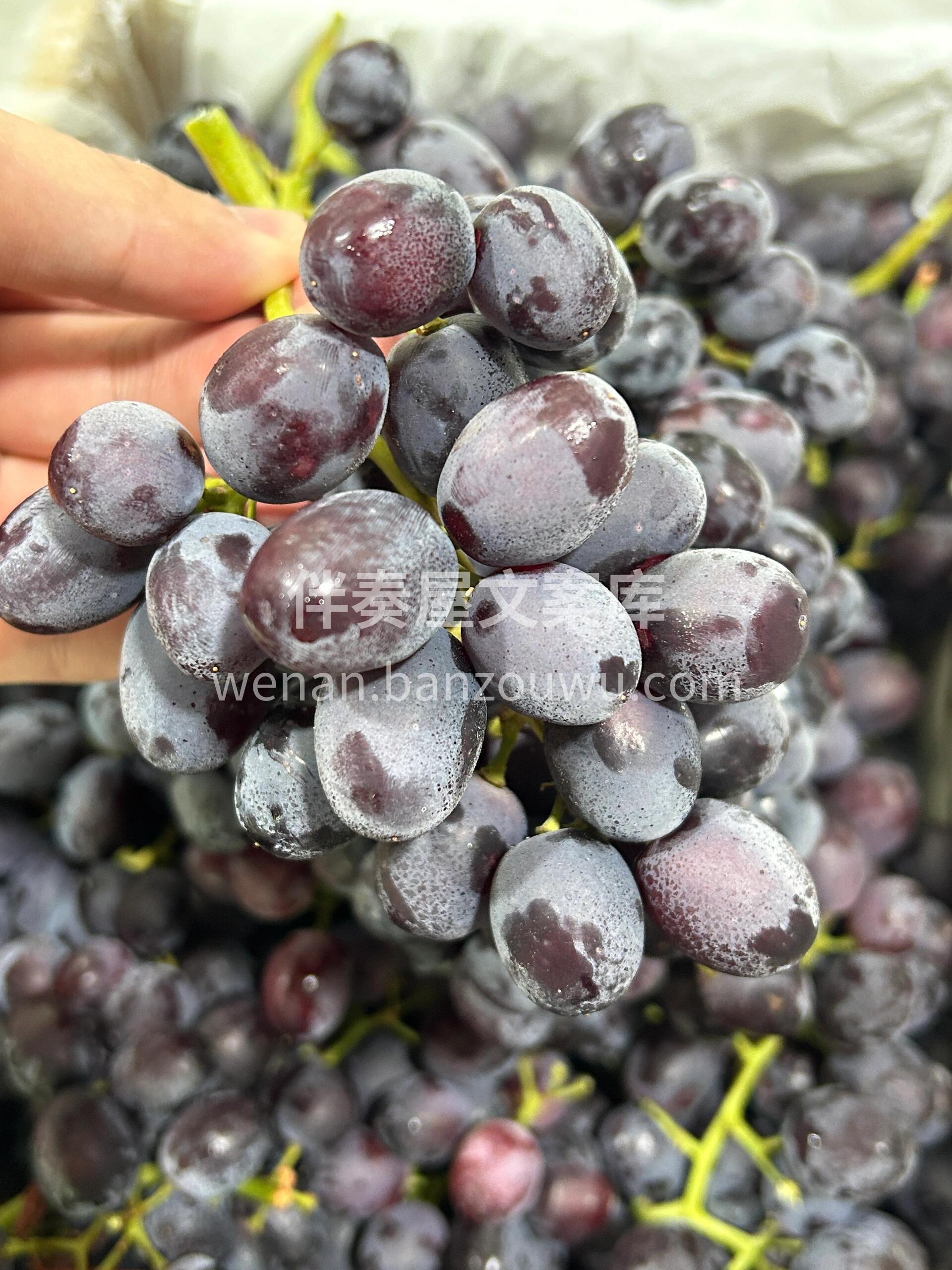 🍇【初恋梦境黑提上线啦‼️】 果肉饱满爆 配图1