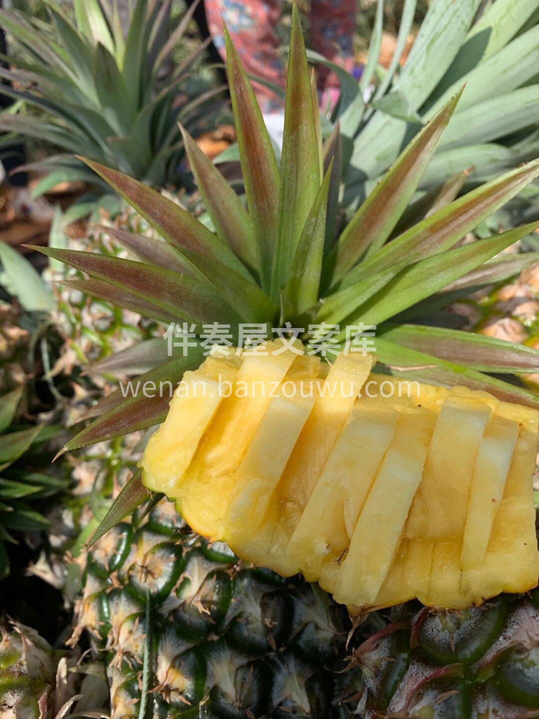 饭后推荐🤗冬蜜凤梨🍍 凤梨中的劳斯莱斯！ 配图3