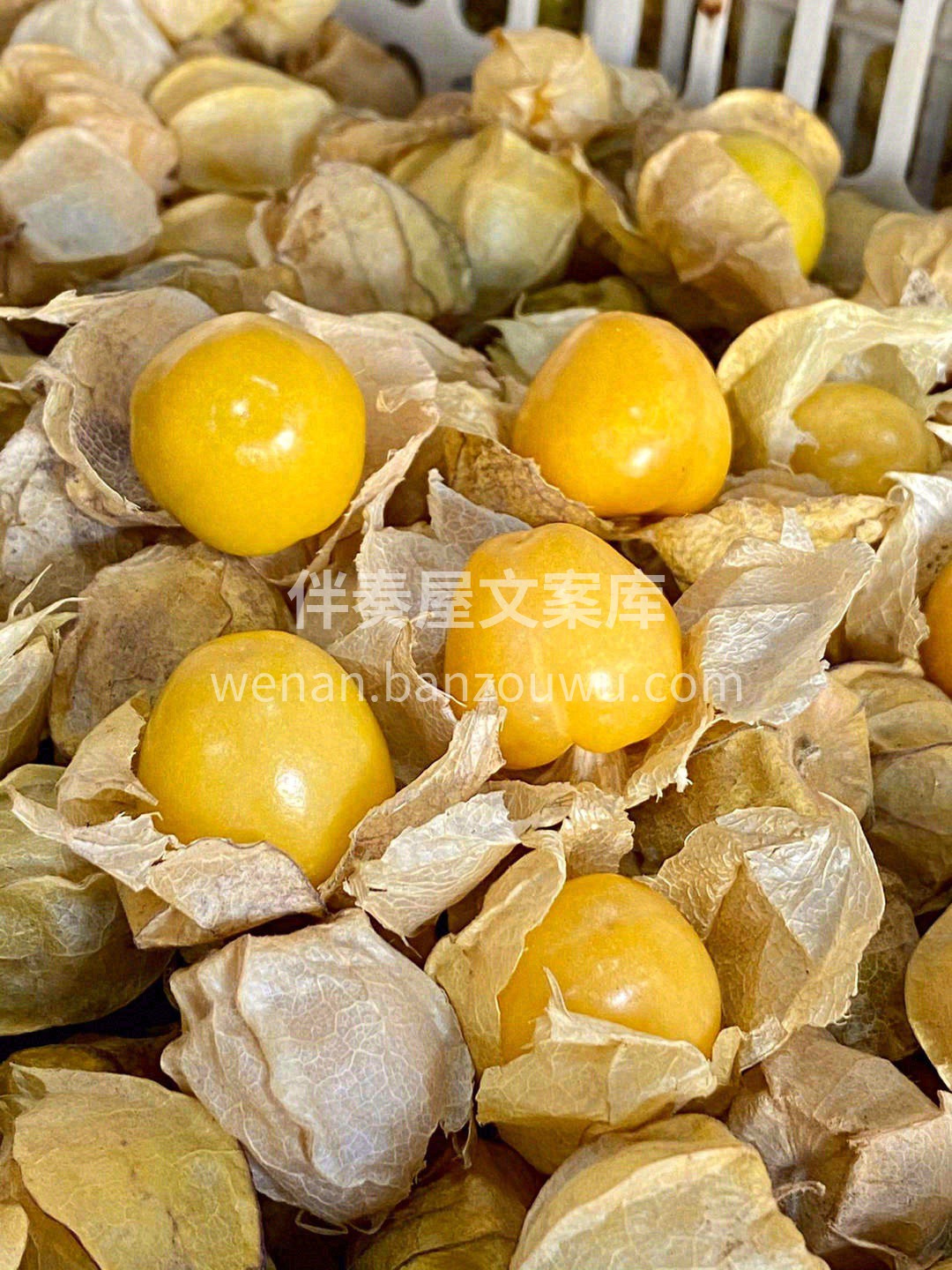 🦋薄薄的金缕衣，橙黄圆润的形状🟡含苞待放 配图2