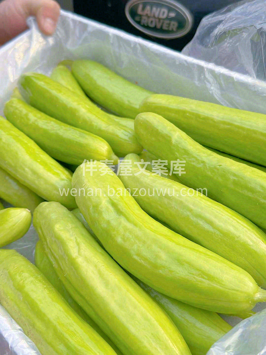 身材小巧的奶油黄瓜✨，被它Q萌的外表一秒 配图3
