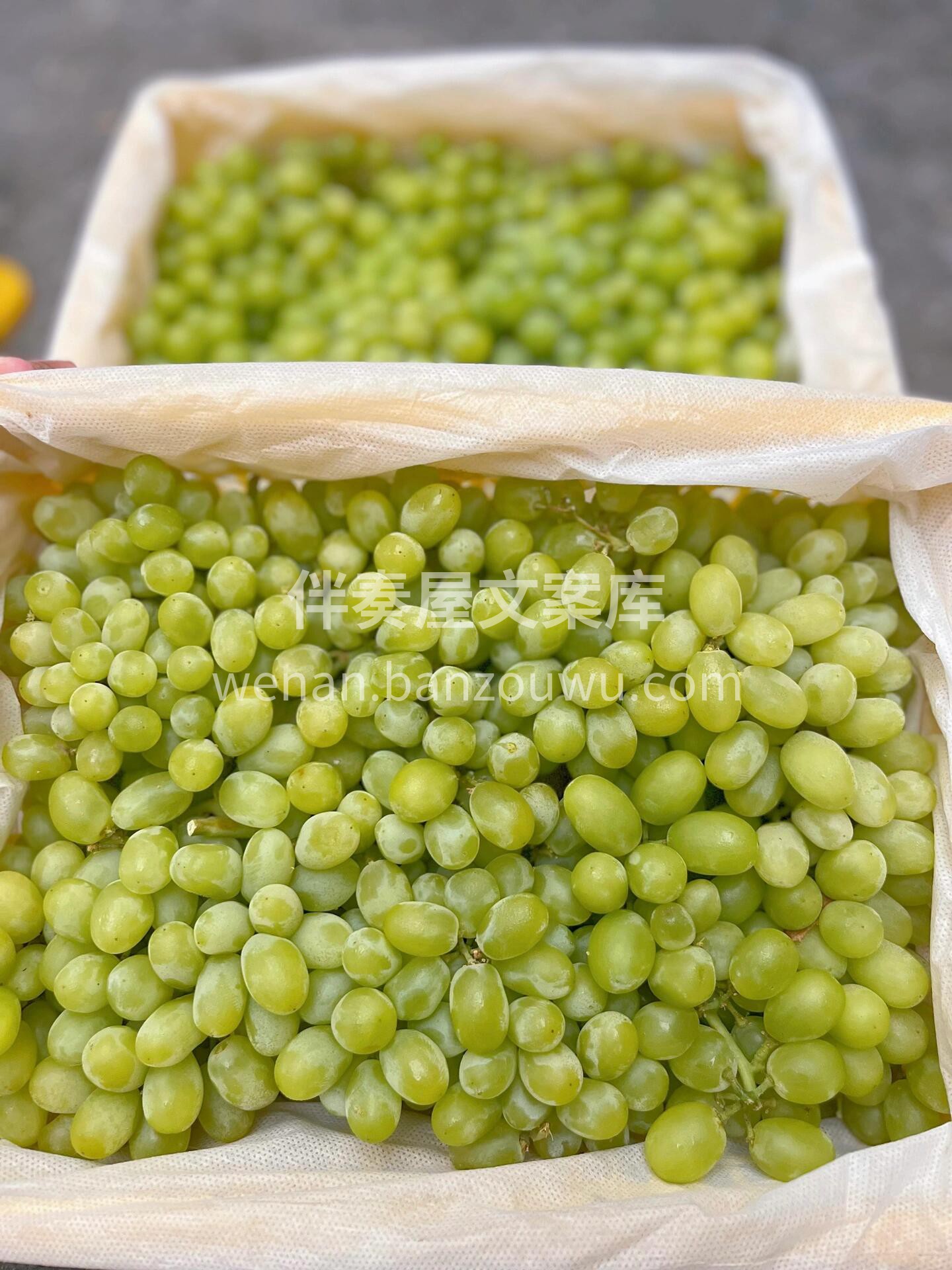 🔥爆品返场，新疆马奶提到货！🍇 全是好评 配图3