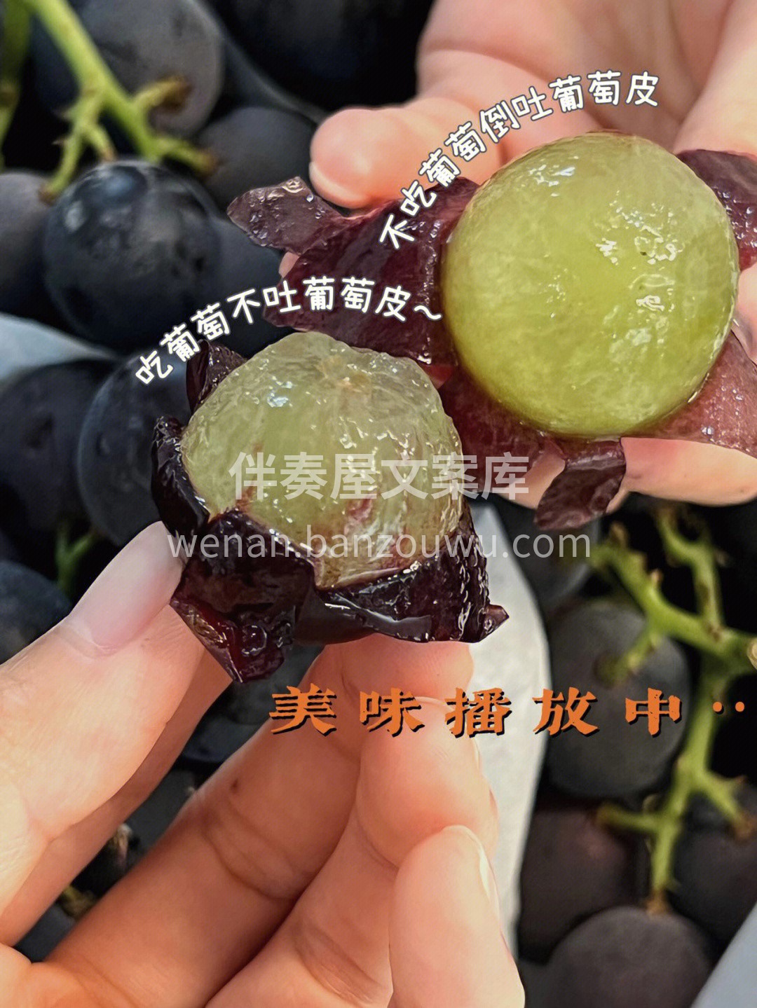 一年中吃葡萄的季节来了🍇富硒巨峰葡萄 富 配图1