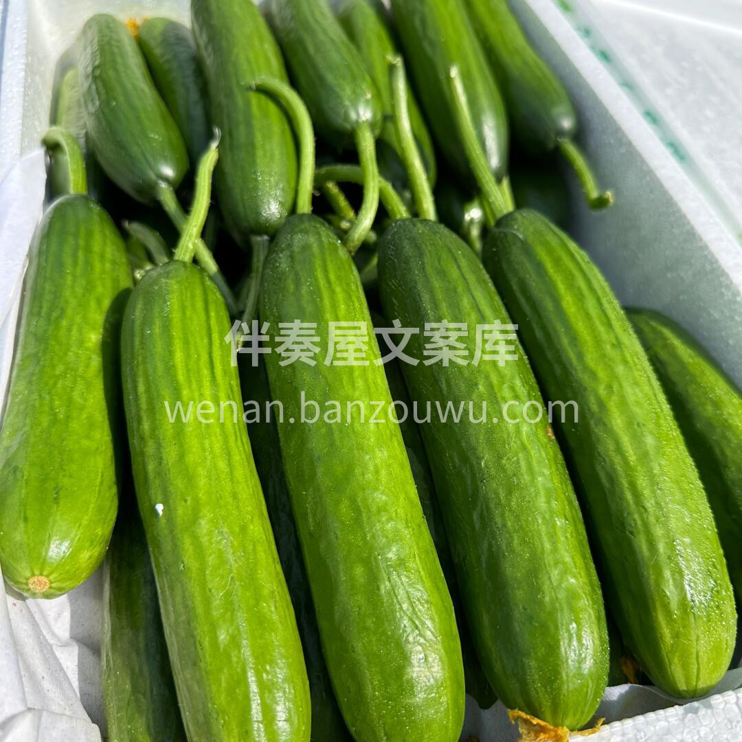 👍去火神器水果黄瓜新货到 ✅冬天上火来1 配图1