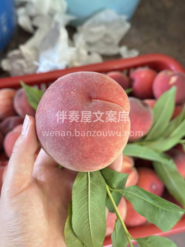 龙泉水蜜桃🍑 白里透红，水分饱满，汁多味 配图1