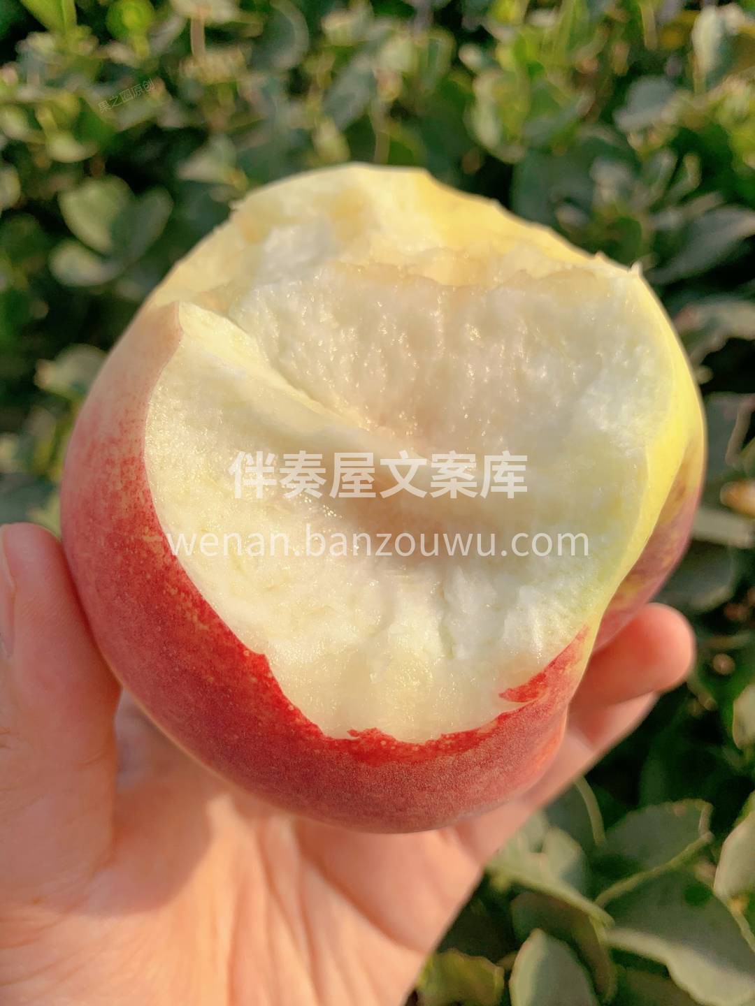 🍑金秋红蜜圆润丰满，粉嫩的果皮里透出一抹 配图3