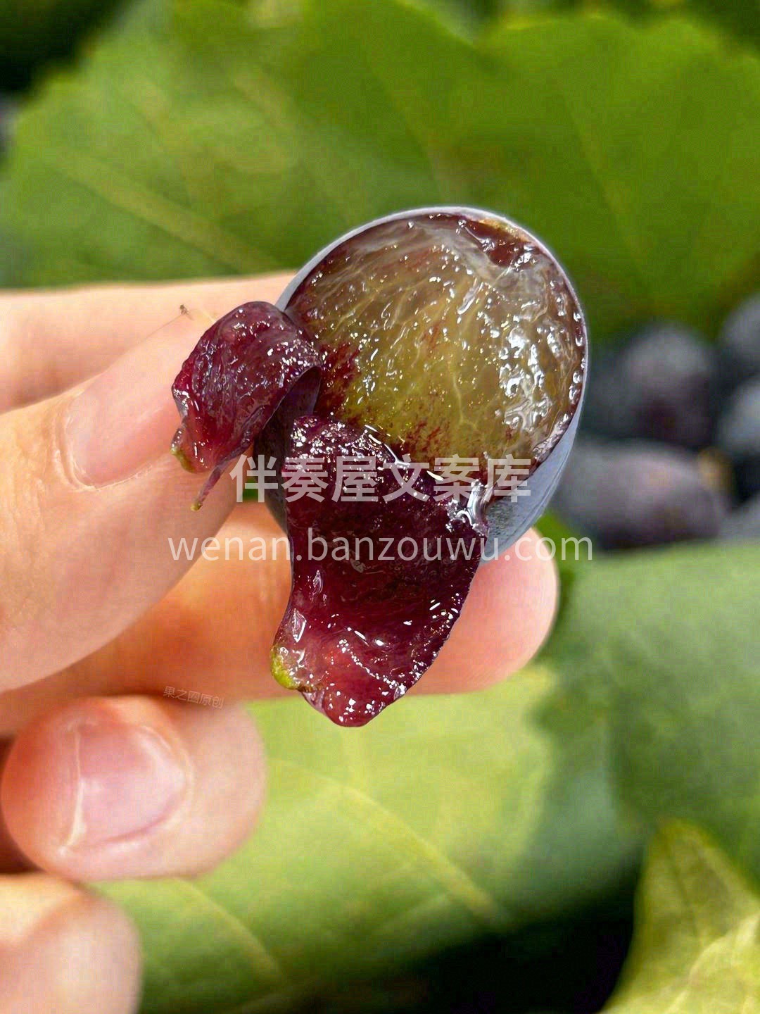 “鲜”气十足的巨峰葡萄到货啦🚚 粒粒硬身 配图2