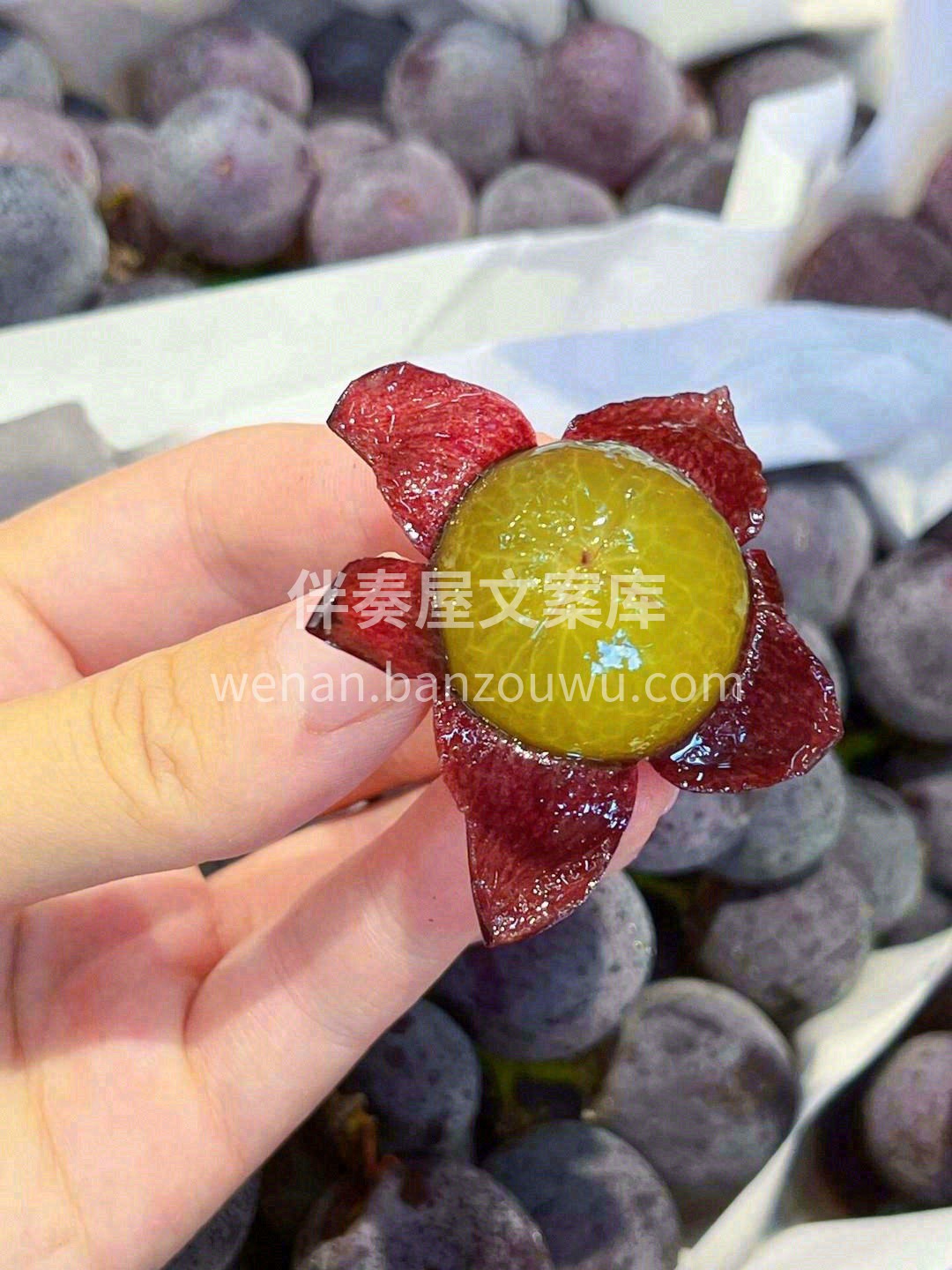 巨峰葡萄的皮薄薄的，轻轻一捏，就能吸出一 配图1