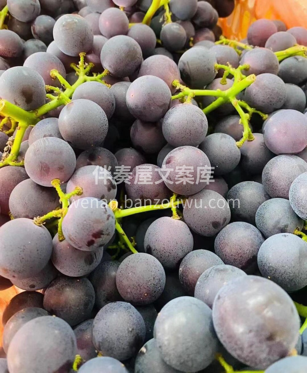 【超级好吃巨峰葡萄🍇】♥️甜蜜推荐👉巨峰 配图2