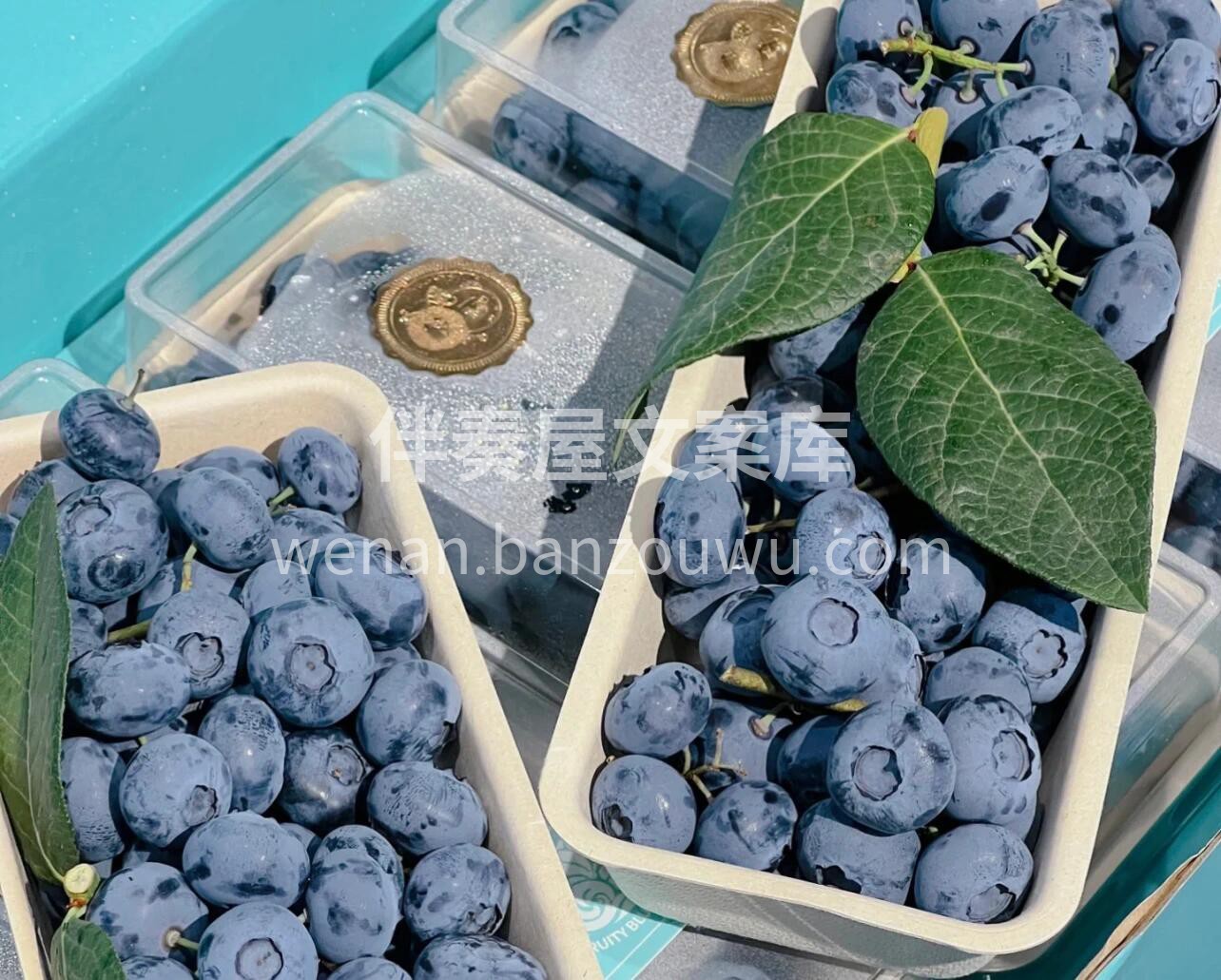 【枝冠蓝莓🍃】一款所有水果店公认的好蓝莓 配图1