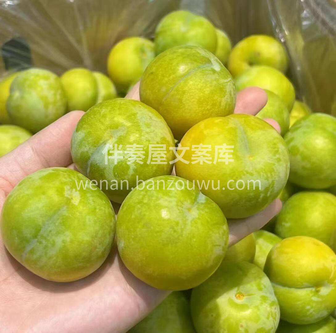 【贵州六马蜂糖李】 💋 💋 颠覆认知的蜂 配图1