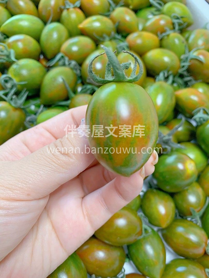 浓缩的都是精华💎 迷彩小番茄🍅，小小的身 配图1
