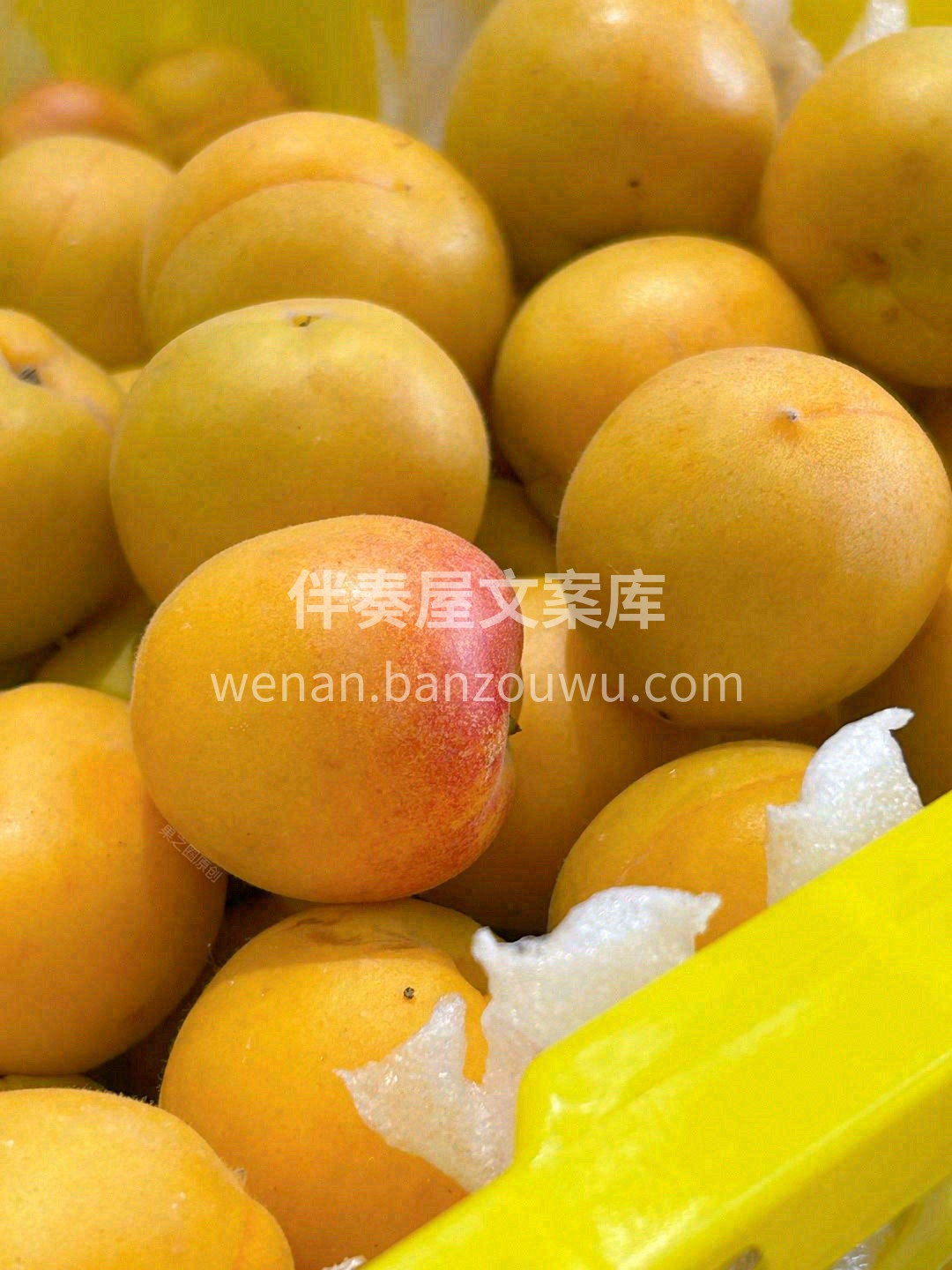 世上只有两种杏👄，‬新疆干吊‬杏和其他杏 配图3