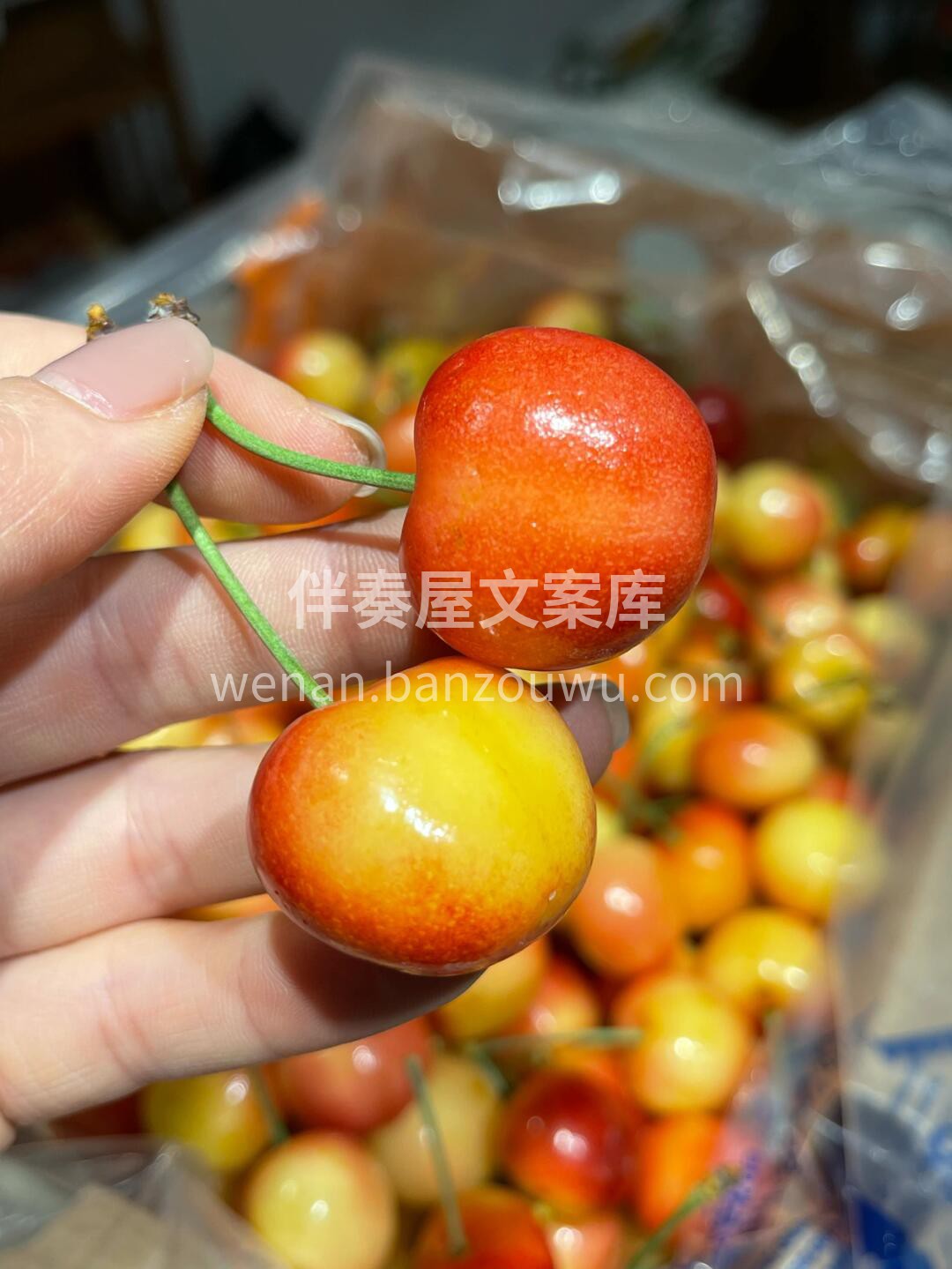 黄车厘子🍒 熟悉的感觉回来了 极品黄车🍒 配图1