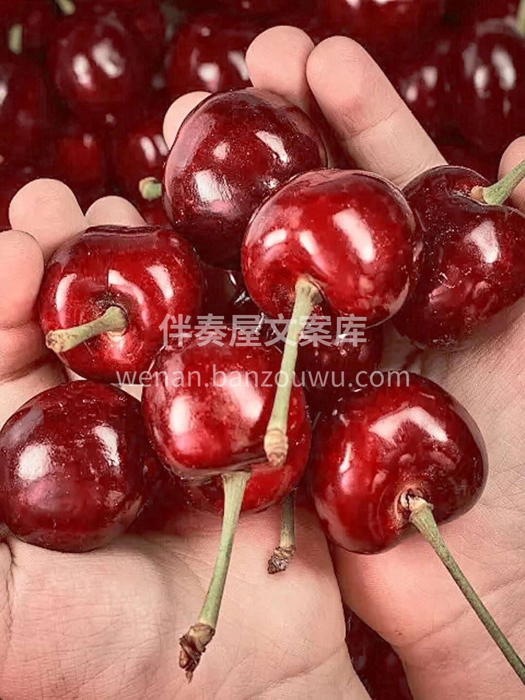 做一个有实力的卖美早樱桃的水果人！ 每天 配图3