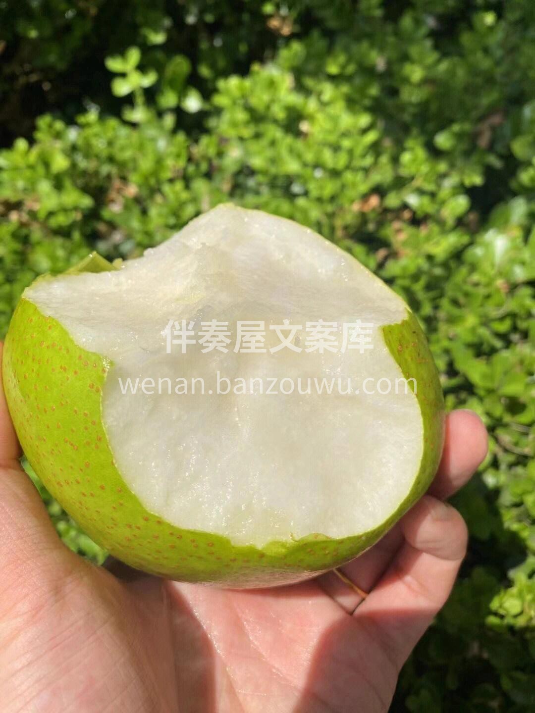 💁在享受玉露香梨的美味时，你还能吸收它丰 配图2