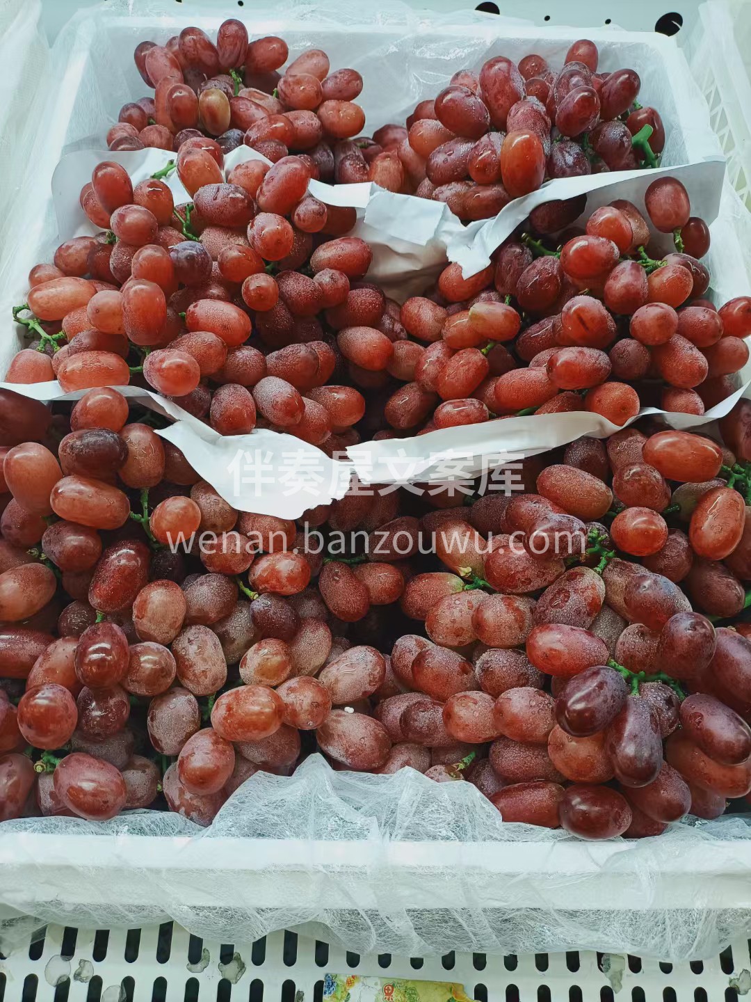 秋风送爽，来一串新鲜滴水无籽红提吧🍇 挂 配图1