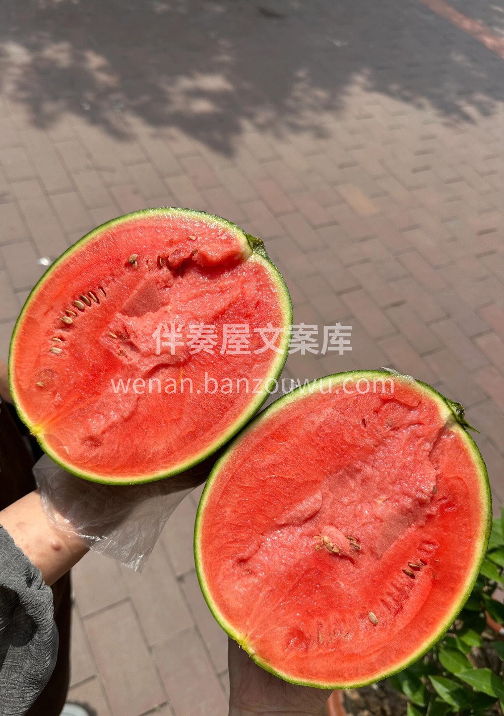 远方的小西瓜🍉是吊瓜‼️ 有充足的光照🌞 配图2