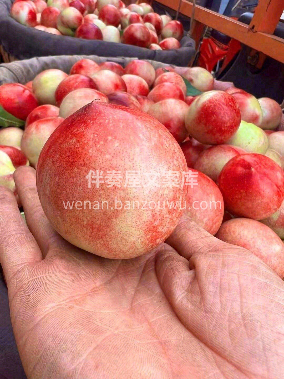 🍑珍珠枣油桃个头不大，味道极甜🍭 硬着吃 配图3