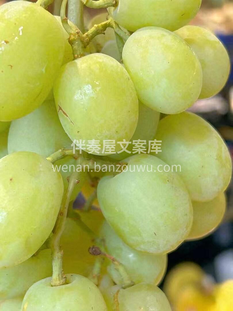 一颗🍇汁水瞬间在口中迸发💦一股清甜之味瞬 配图2