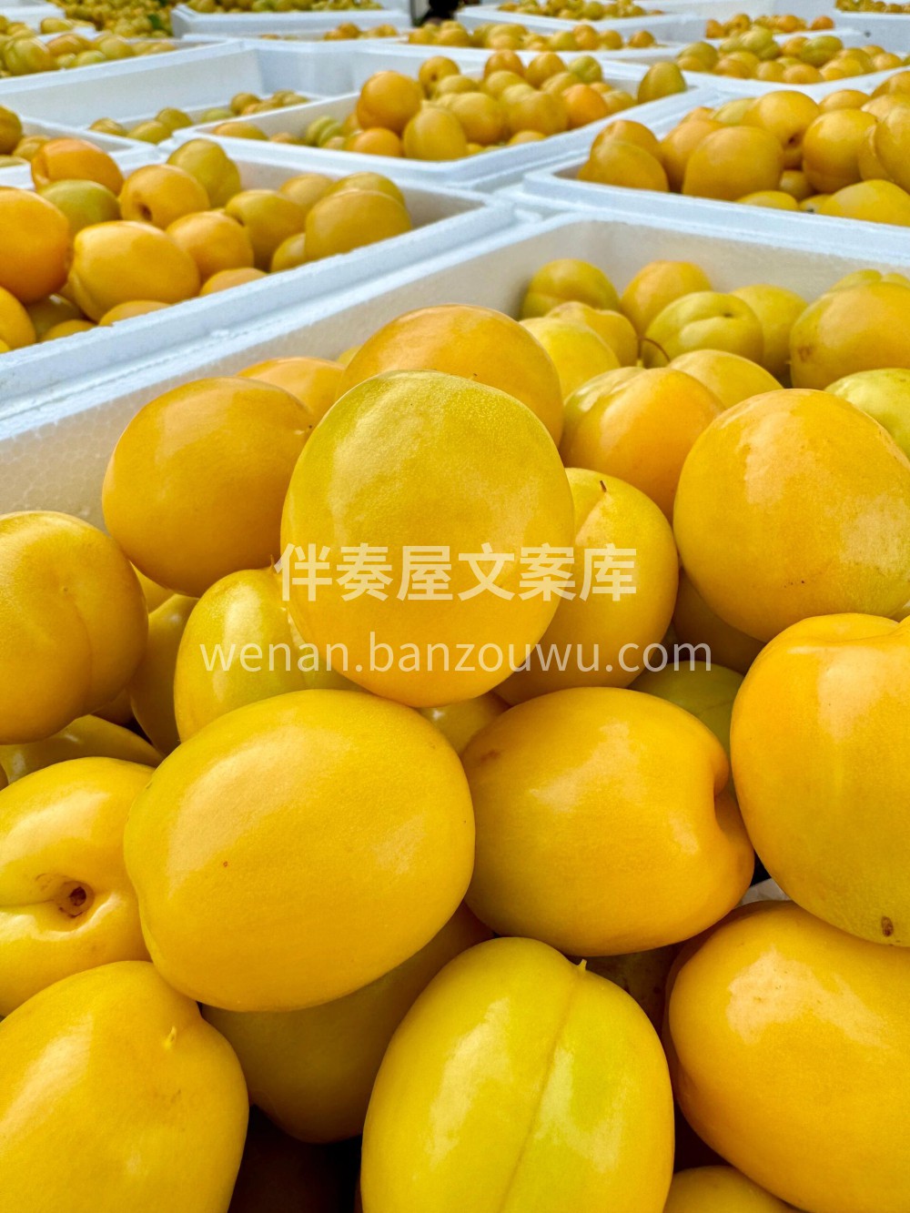 🌸端午节安康 ❤️用心的节日问候是建立我们感情桥梁的纽带🌺愿 配图5