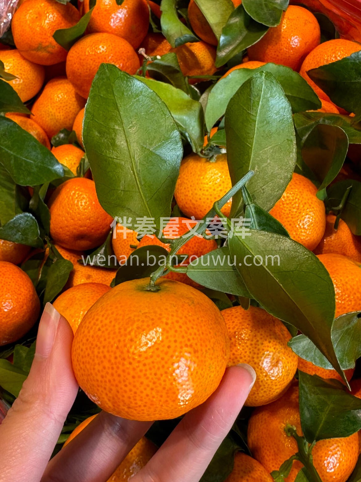 🍊 砂糖橘📣📣 ✨冬日的砂糖橘🍊🍊圆润鲜 配图2