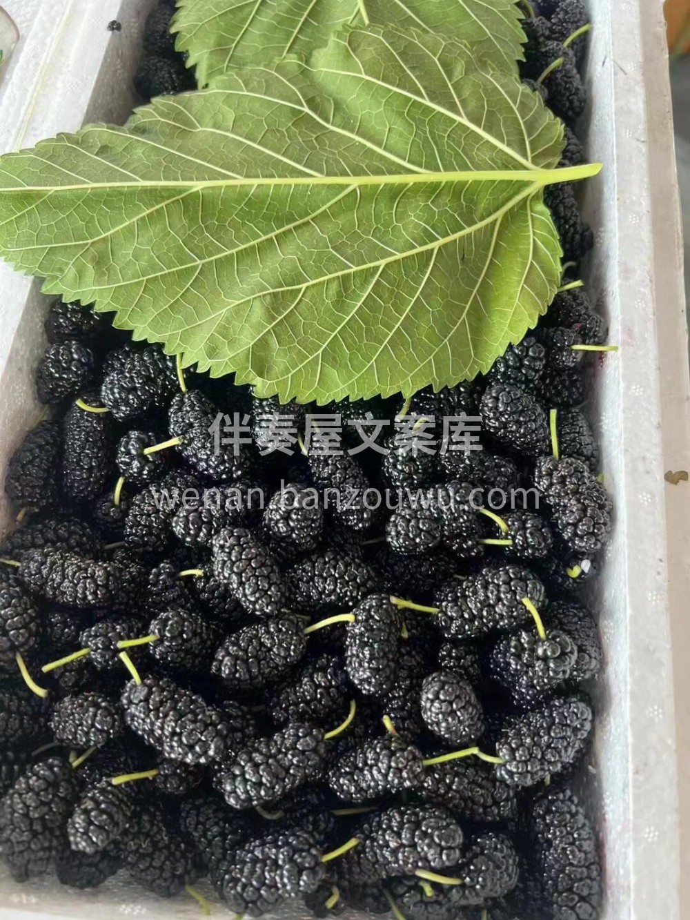 🍃攀枝花新鲜大果桑葚🌈果粒饱满，口感甜🍹 配图1