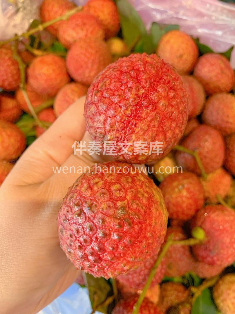 一颗颗红彤彤的鸡嘴荔压着枝头，💐一簇簇的 配图2