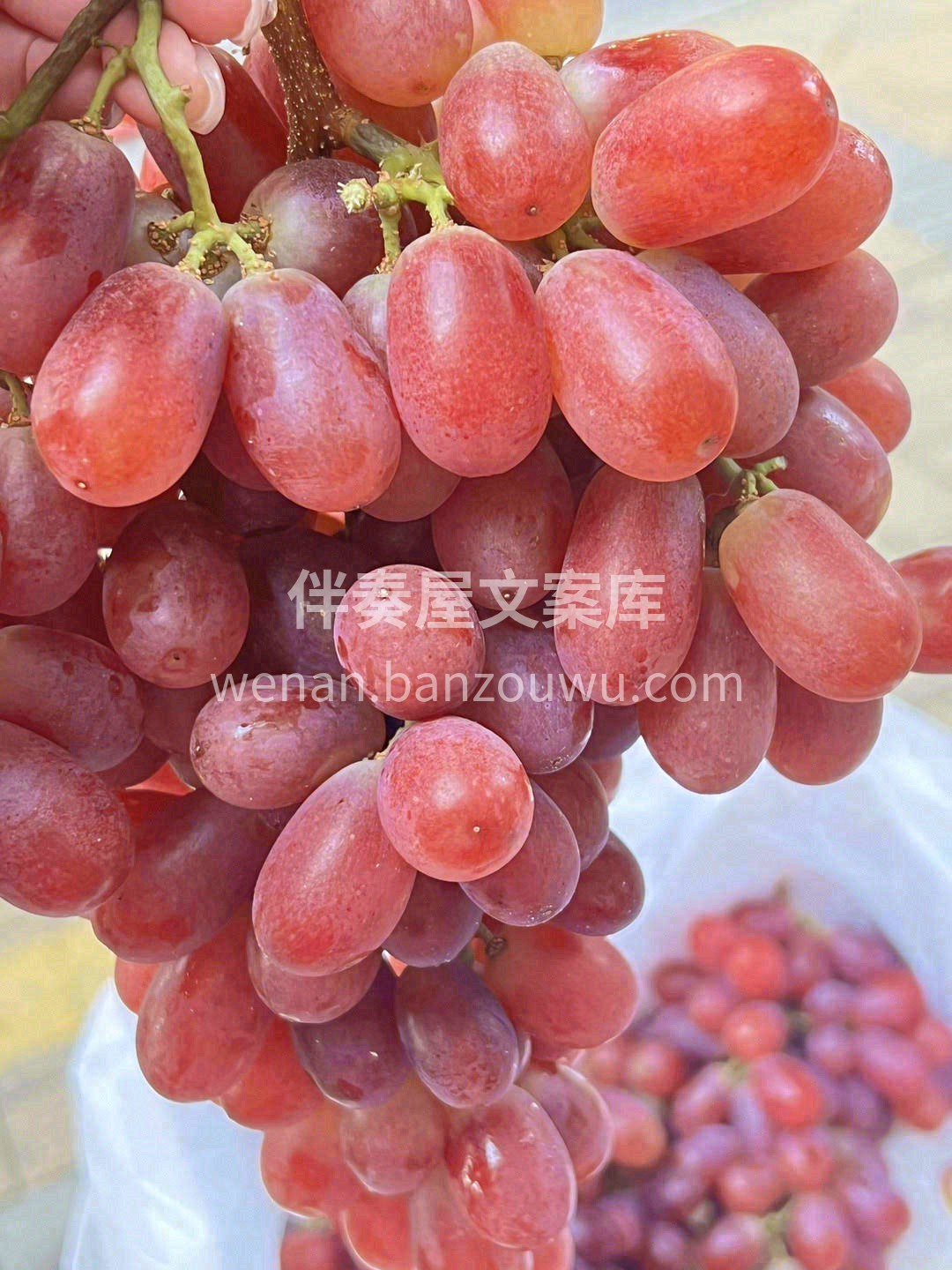 👉将无籽红提捏在手里，能够清晰地感到肉质 配图1