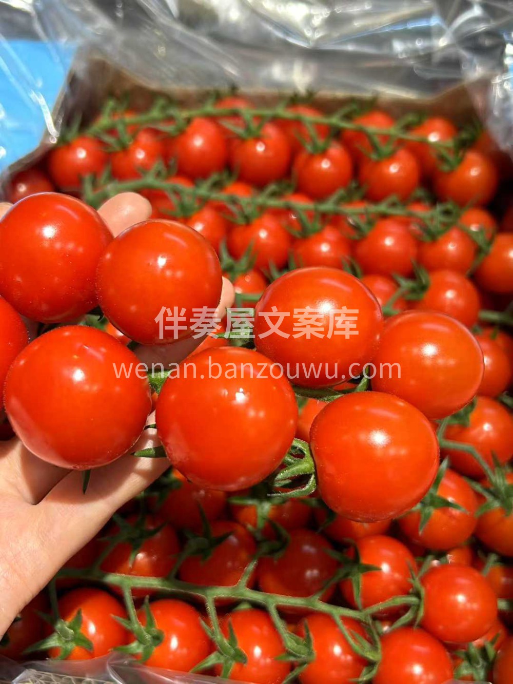🍅✨快尝尝龙牌串番茄！🍅✨快尝尝龙牌串番 配图3