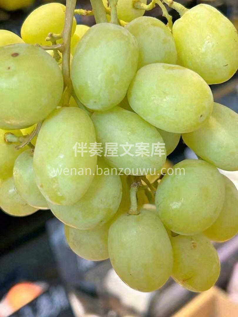 一颗🍇汁水瞬间在口中迸发💦一股清甜之味瞬 配图3