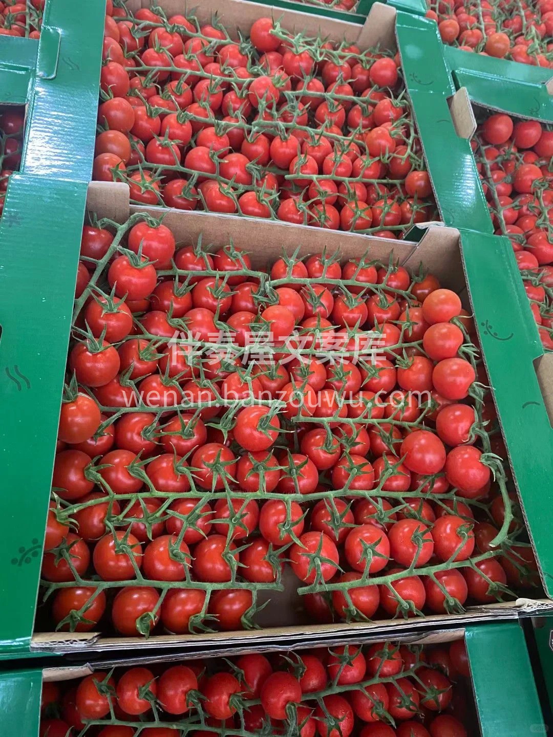 🍃自然生长自然熟透的樱桃串番茄🍅， ✨每 配图1