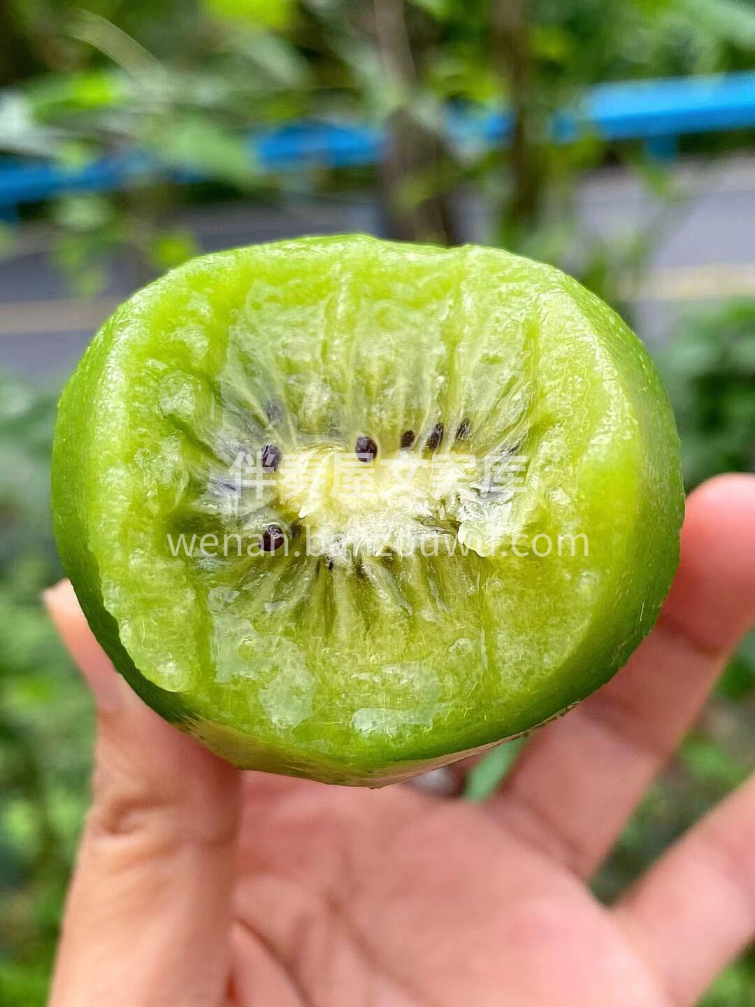 新西兰🇳🇿佳沛绿果 🥝维C含量之王👍🏻新 配图3