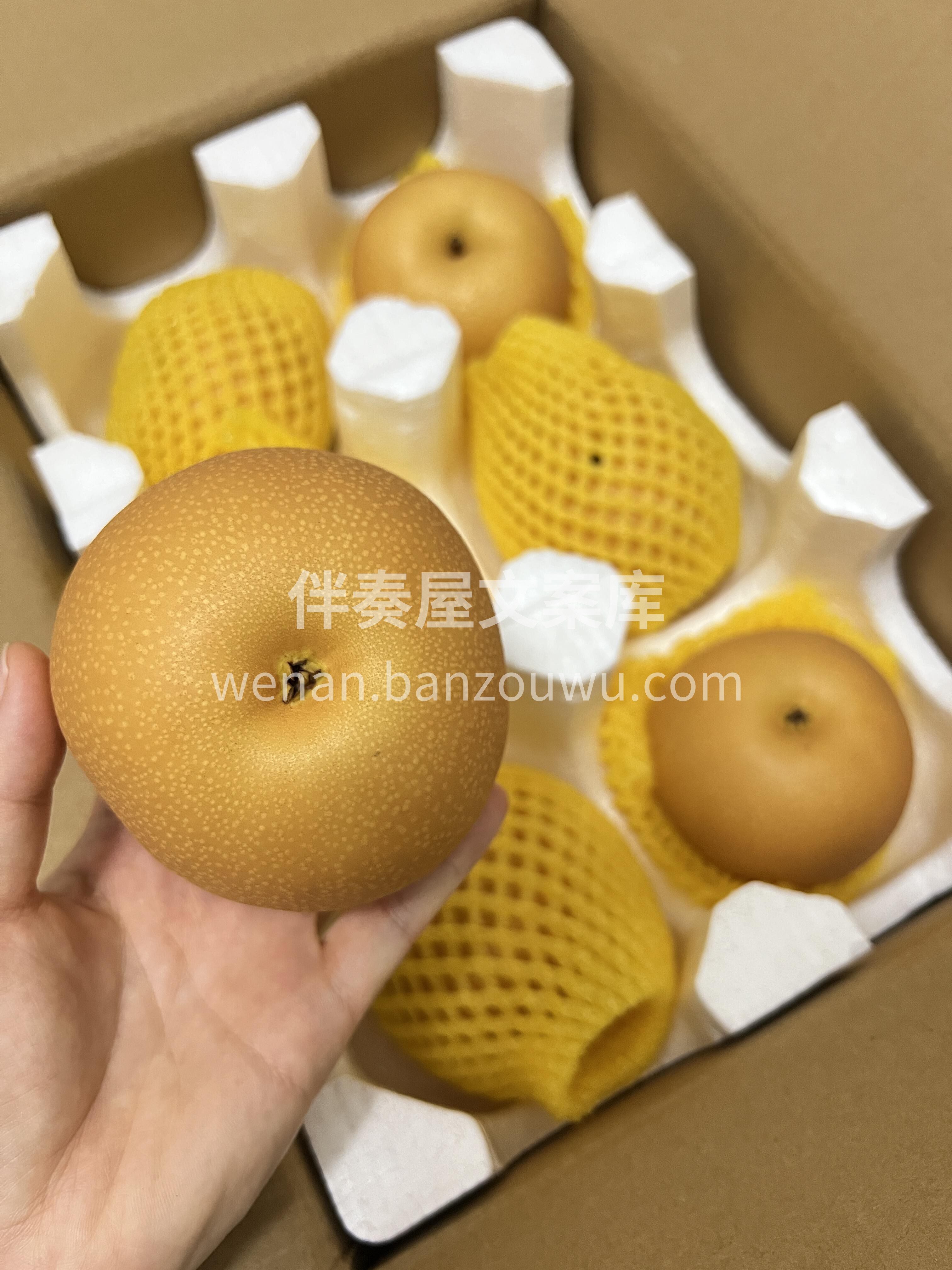 🍐【秋月梨】💦💦 哇～🌲秋天最怀念的水果 配图1